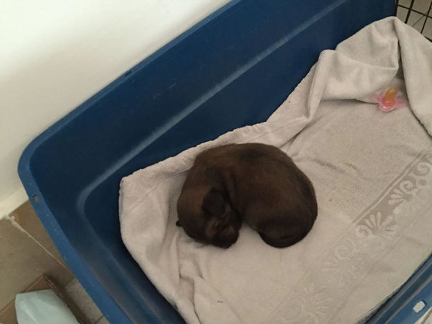 cane_cucciolo_passo_corese_piccolissimo