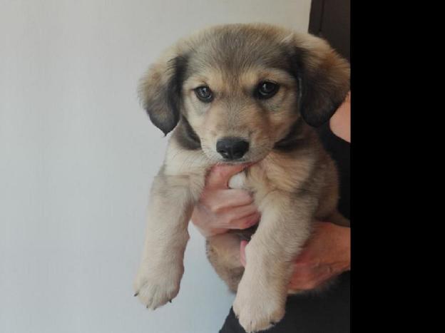 cane_cucciolo_poggio_nativo_rachele_tarquini_adf