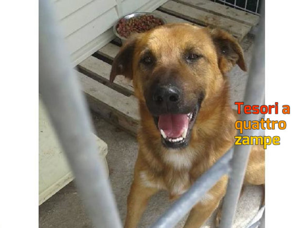 cane_jack_nuova