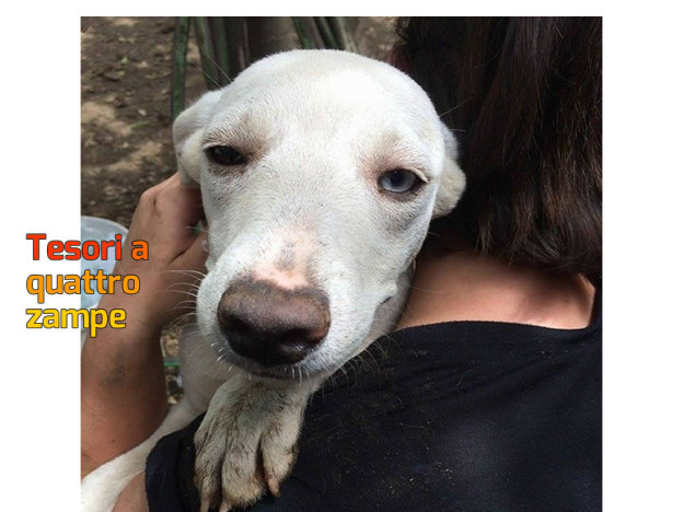 cane_krizia_imma_mirto