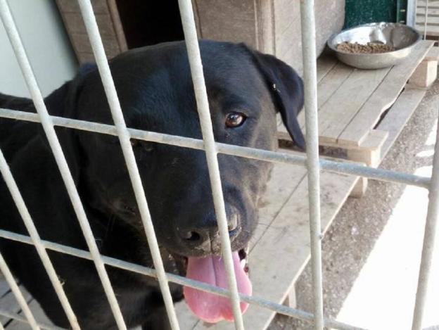 cane_labrador_sanitario_adf