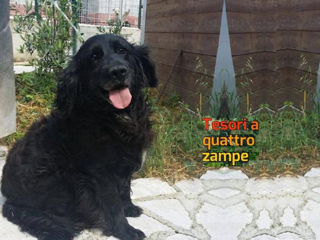 cane_laura_dexter_berardi
