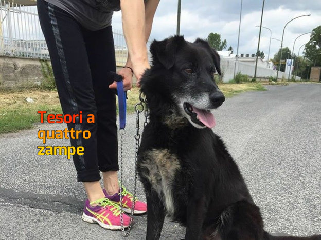 cane_nero_sanitario_adf_2