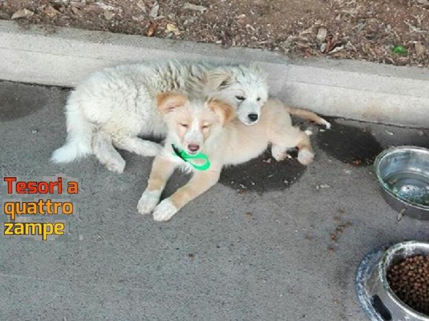 cane_pallina_e_maremmanina_adottate_adf