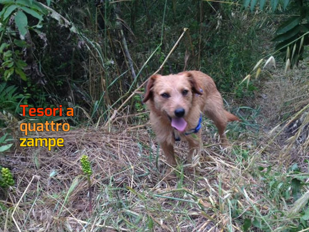cane_passo_corese_anna_linda_6_giugno_2016