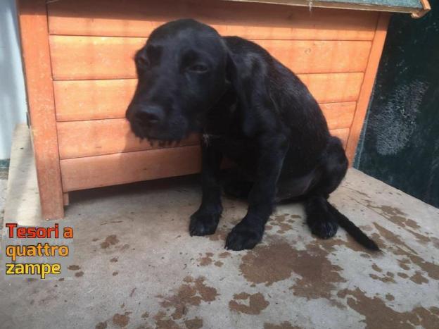 cane_passo_corese_sanitario_adf