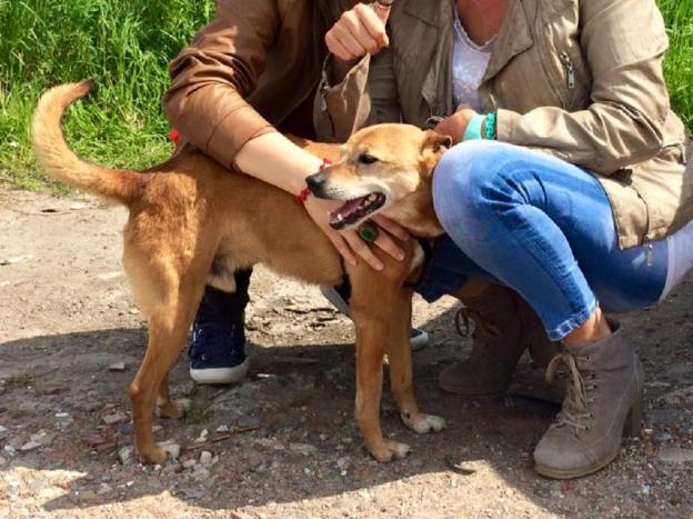 cane_paul_adotta_un_cane_dal_canile