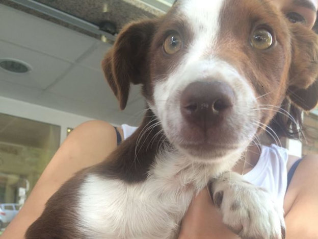 cane_poggio_mirteto_simil_pointer_p&f