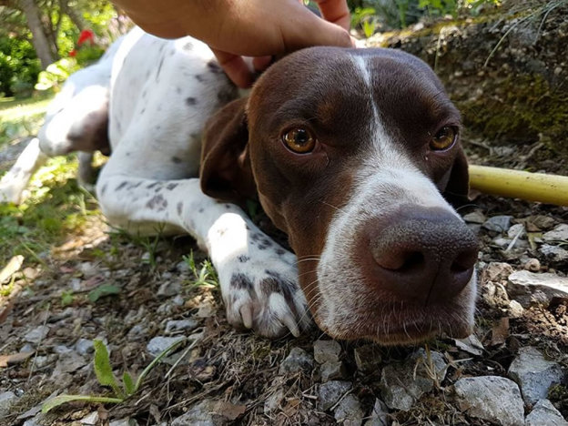 cane_pointer_sabina_p&f