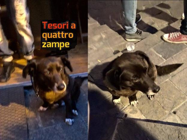 cane_ponte_romano_isabella