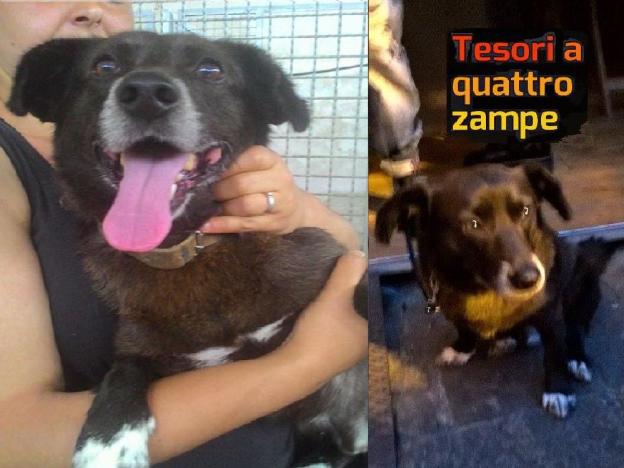cane_ponte_romano_sanitario_2