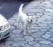 cane_rieti_via_donatello2