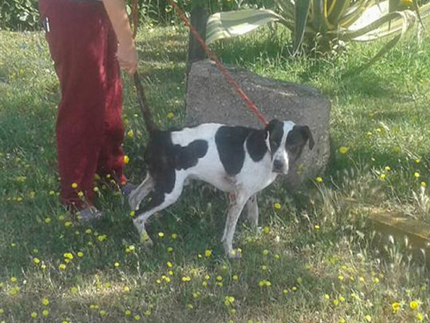 cane_rita_sinibaldi_canile_capena_paralizzato_gemma_caroni