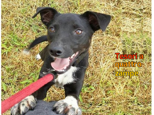 cane_sanitario_adf_piccolina_2-624×468