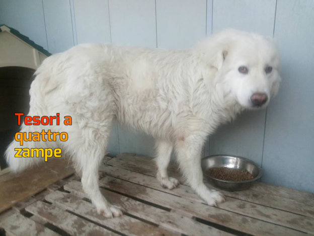 cane_sanitario_adf_poggio_moiano