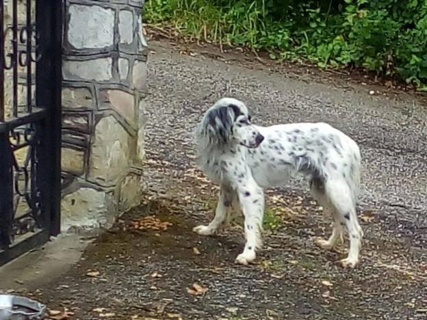 cane_setter_roberta_di_carlo_adf