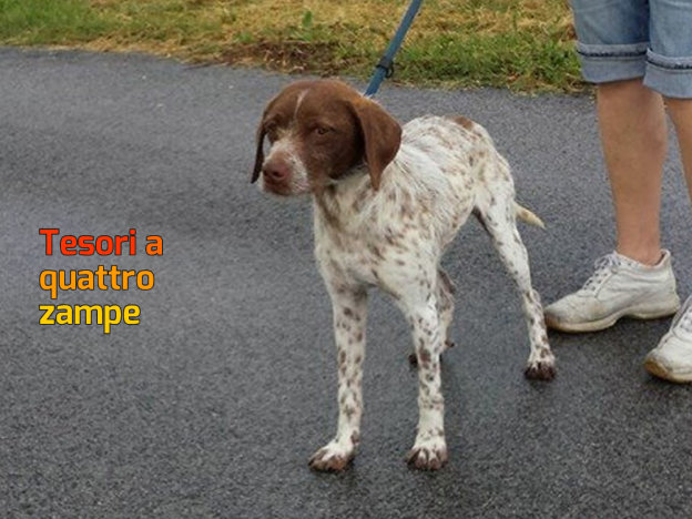 cane_setter_sanitario_adf_2