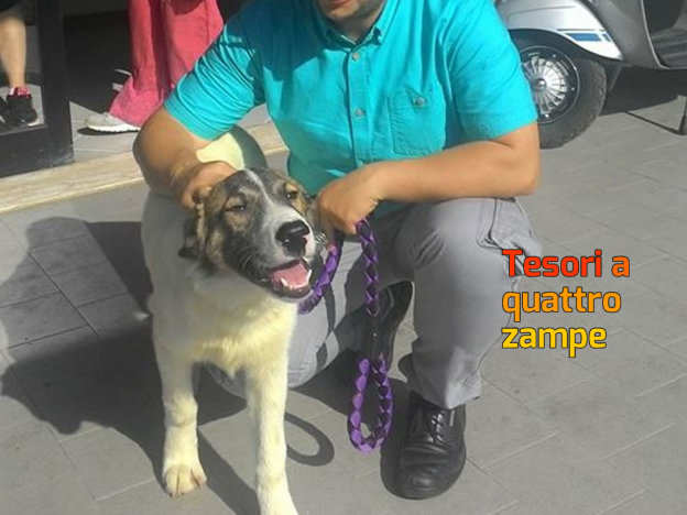 cane_simba_adottato