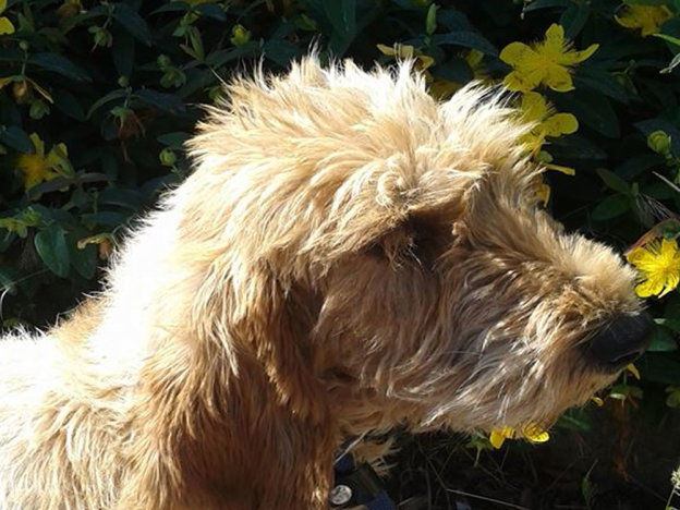 cane_spinone_piccolo_sanitario_adf
