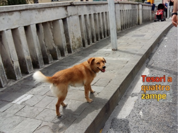 cane_stazione_pier_luca_ponte_romano
