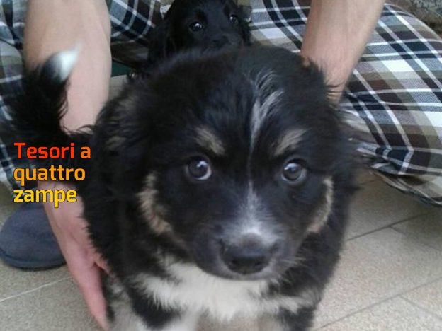 cane_torrente_piana_reatina_mari_skyline_raffy_2