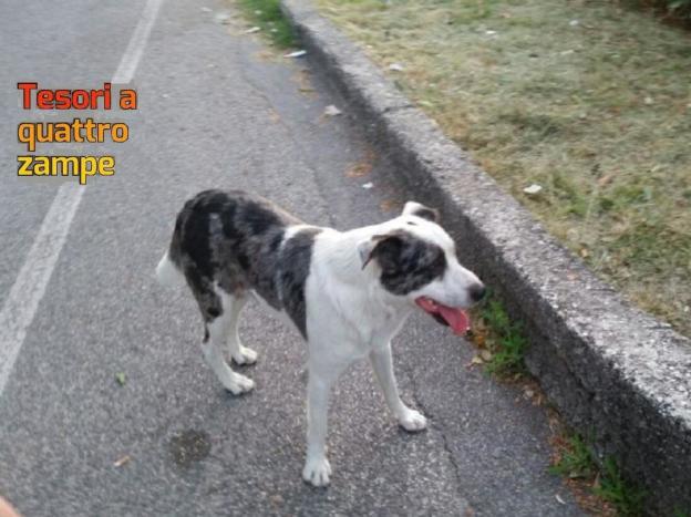 cane_via_strampelli_rieti_3-1000×562