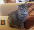 gatto_gatta_briciola_3_