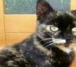 gatto_gatta_masha_veronica_chiaia_