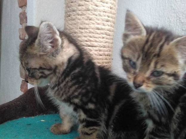 gatto_gattini_mari_skyline_da_far_adottare