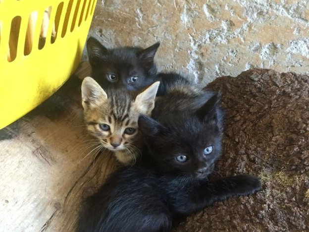 gatto_gattini_poggio_mirteto_p&f