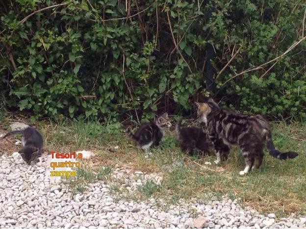 gatto_gattini_silvia_masci