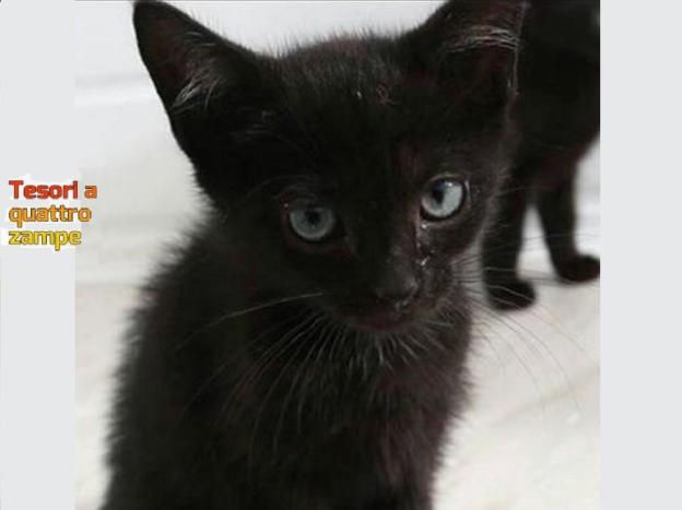 gatto_gattino_nero_cristina_bernardini