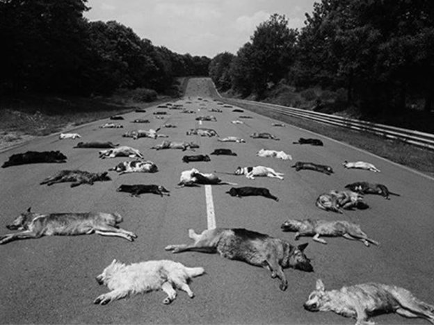 buono_cani_morti_abbandonati_animal_amnesty