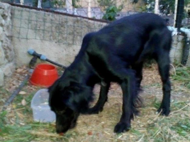 cane__borgo_santa_maria_nerola_gemma_caroni