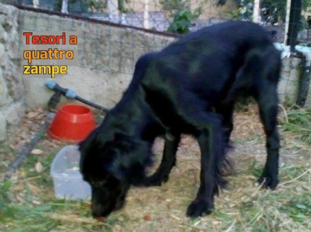 cane__borgo_santa_maria_nerola_gemma_caroni
