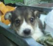 cane_abbandonato_micciani_maria_spenk__