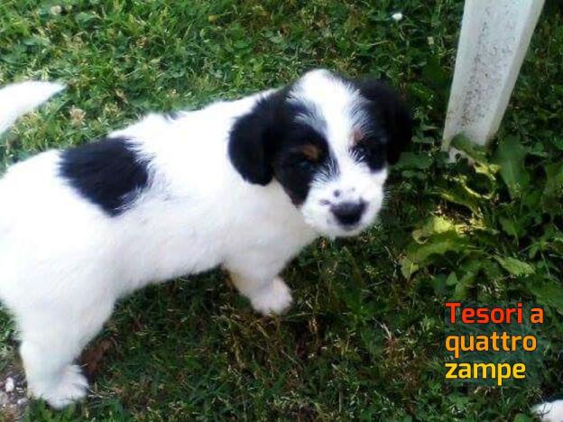 cane_abbandonato_rieti_maria_spenk