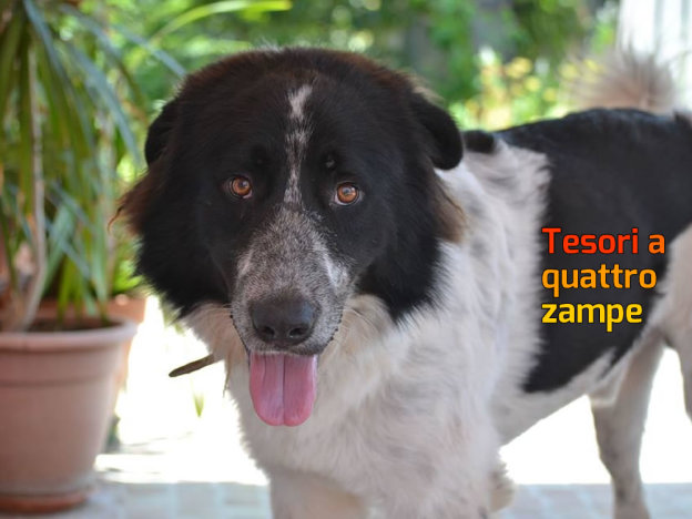 cane_alessandra_pic