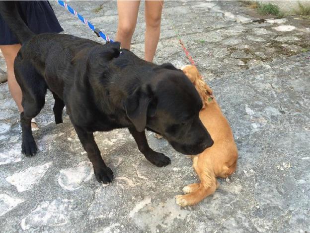 cane_black_sanitario_adottato_adf