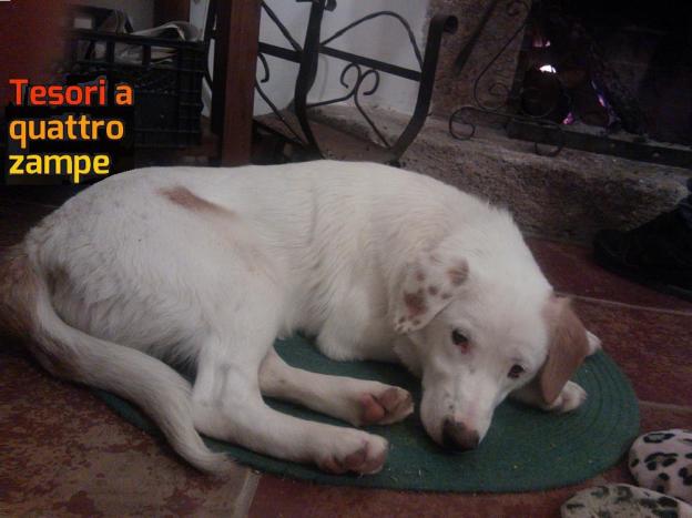 cane_botolo_michelle_poiccard_2