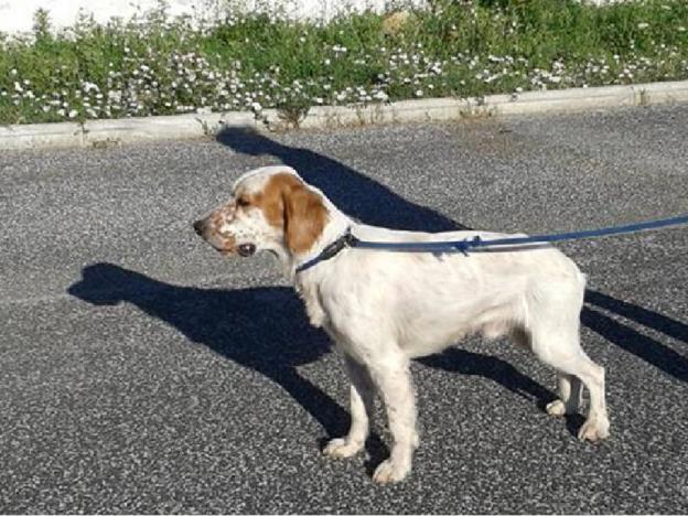 cane_breton_sanitario_adf_2