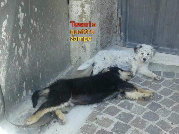 cane_cagnolini_sanitario_manu2