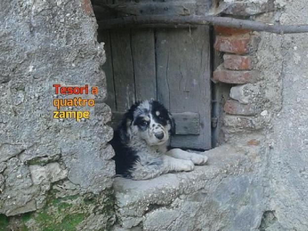 cane_cagnolini_sanitario_manu3