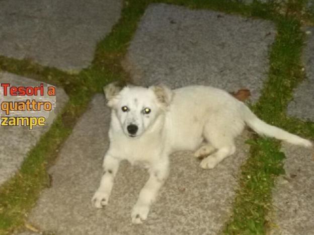 cane_cagnolino_raffy_laquila