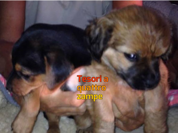 cane_cani_taglia_piccola_marina_pezzotti