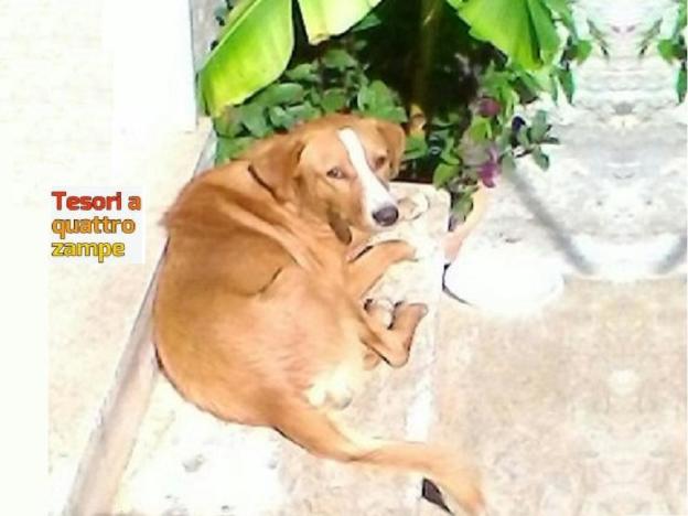cane_capradosso_nadia_falasca