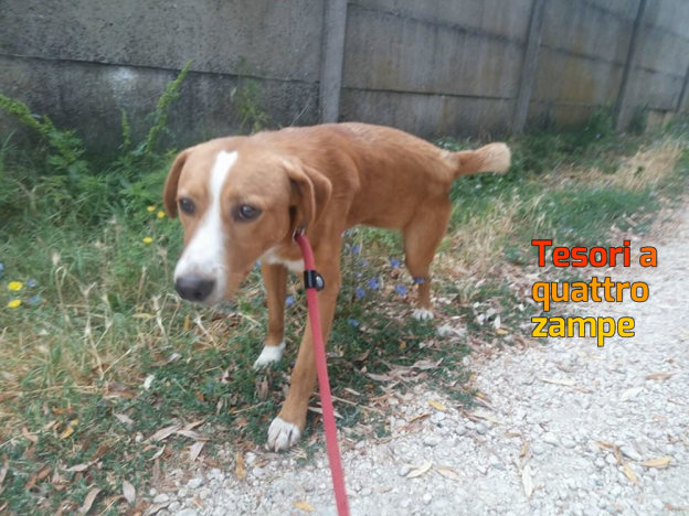 cane_capradosso_sanitario_adf