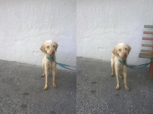 cane_chiesa_nuova_vigili_del_fuoco_maria_tozzi