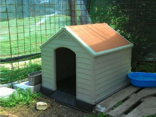 cane_cuccia_ildiko_per_ziggy