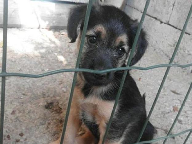 cane_cucciola_castelnuvo_di_farfa_p&f